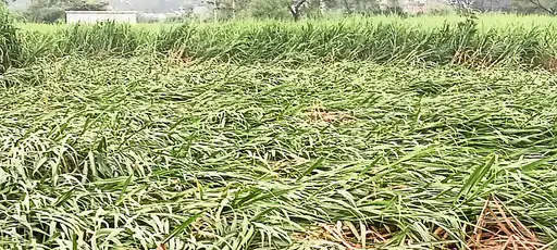 dbcl 169400506664f8774aa1078 06sep kawardha 33