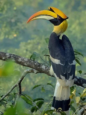 Hornbil 1