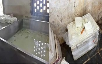 वेडिंग सीजन में खाद्य विभाग की कार्रवाई, दो डेयरियों से 1000 किलो पनीर नष्ट