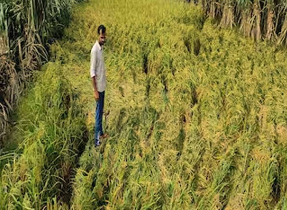 Chhattisgarh News 01 3 15